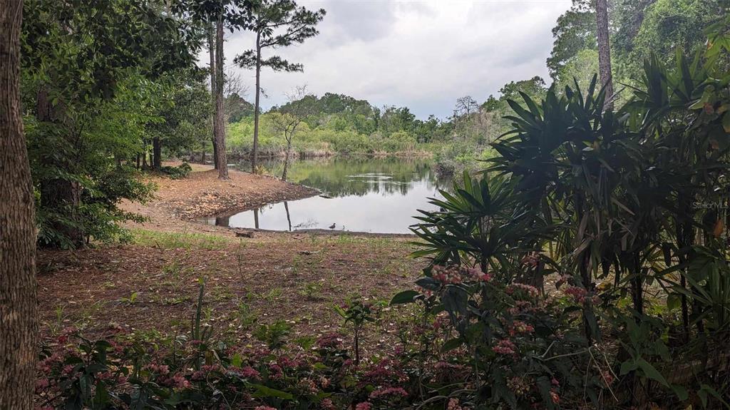 A view of a small pond surrounded by trees and vegetation from a grassy yard — 268 ALMYRA DRIVE, LAKE MARY, FL