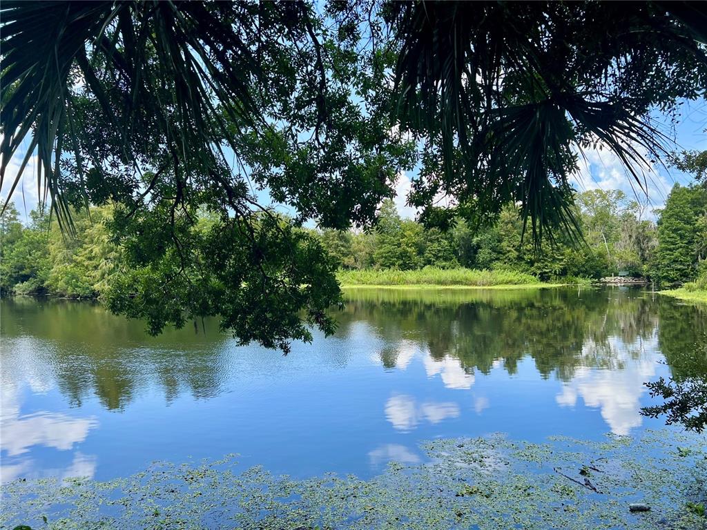 A view of a calm lake surrounded by lush green trees under a blue sky — 1788 PATRICIA AVENUE, DUNEDIN, FL