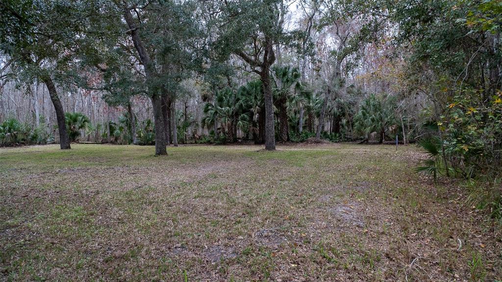 A grassy clearing is surrounded by a dense forest of oak trees and palm trees — 155 FRAN LANE, SATSUMA, FL