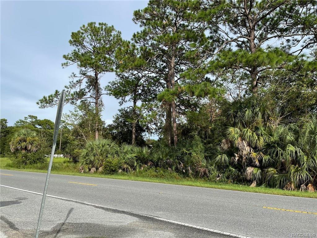 A paved road runs in front of a wooded lot with tall pine trees — 7852 W HOMOSASSA TRAIL, HOMOSASSA, FL