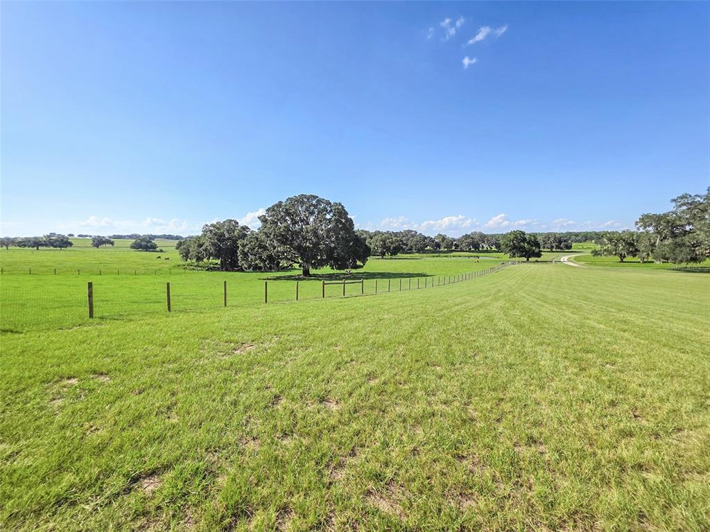 A wide, grassy pasture features scattered oak trees under a clear blue sky — 23220 NW 27TH ST, MORRISTON, FL