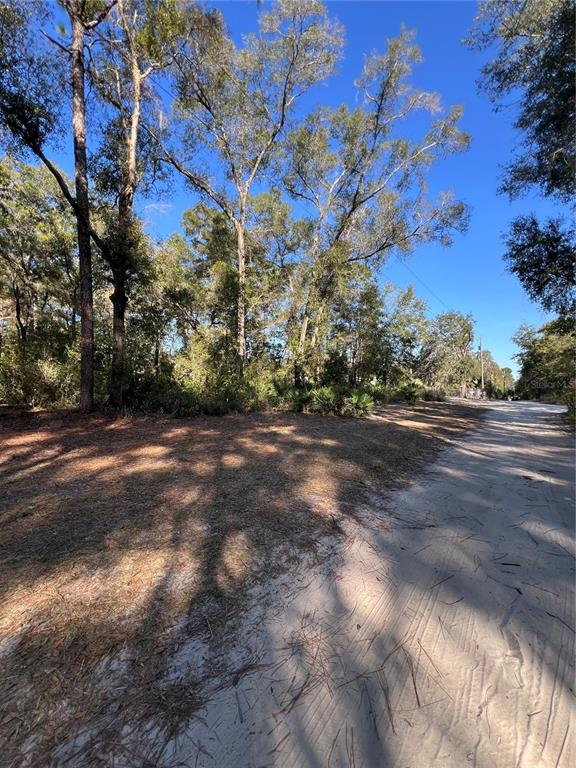 A dirt road runs alongside a wooded lot with tall trees and sandy ground — TBD SE 179TH PLACE, SUMMERFIELD, FL