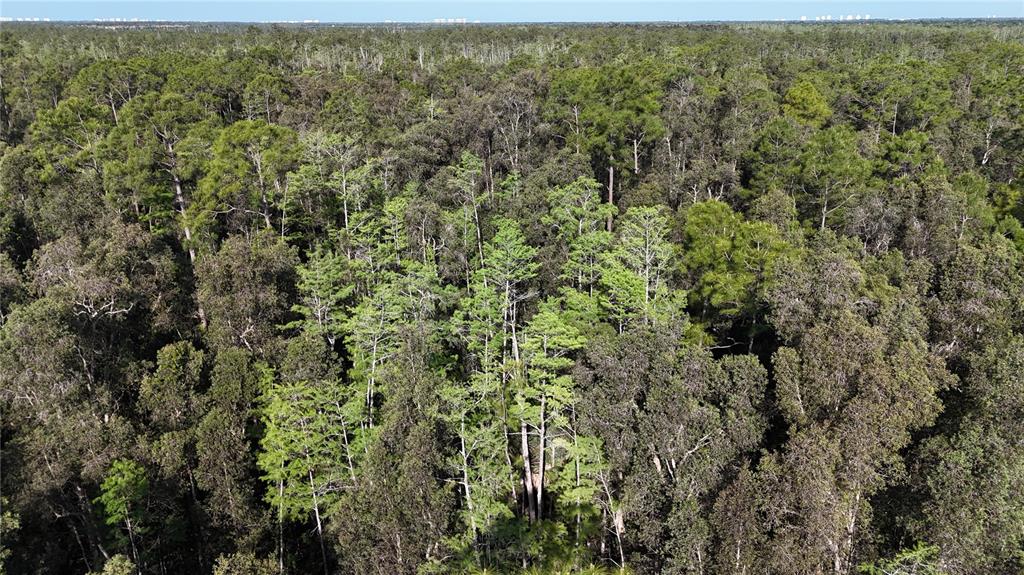 An aerial view shows a dense forest with a mix of pine and deciduous trees — 0, NAPLES, FL