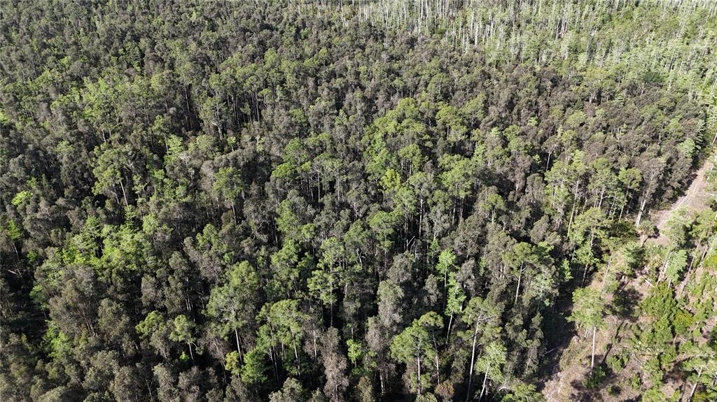 An aerial view shows a dense forest of pine trees next to a dirt path — 0, NAPLES, FL