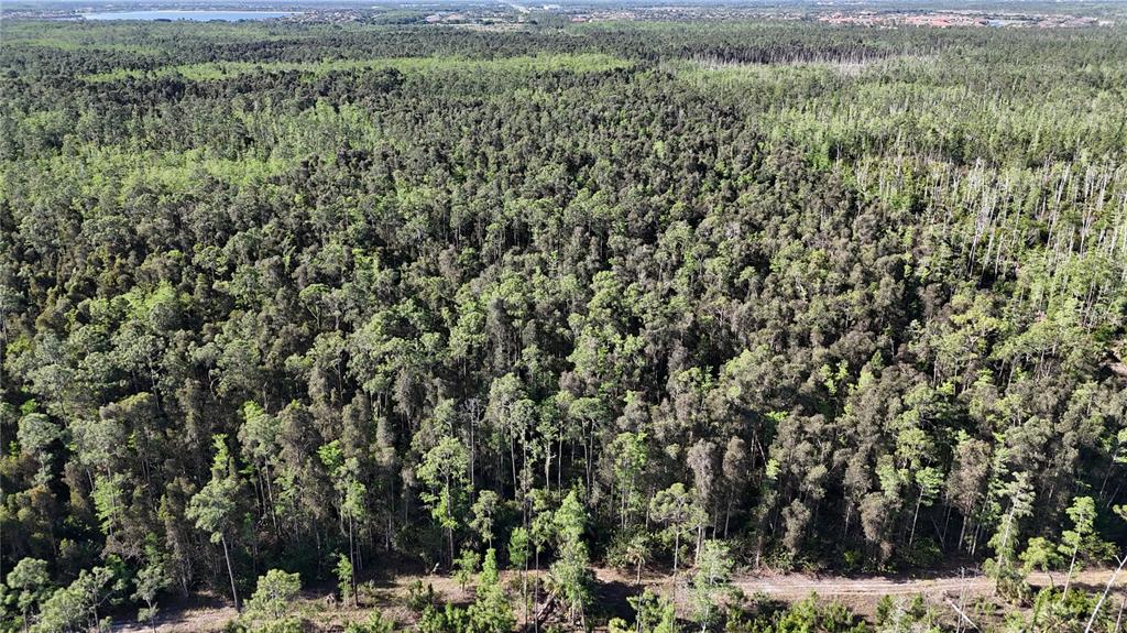 An aerial view shows a dense forest of pine trees with a dirt path below — 0, NAPLES, FL