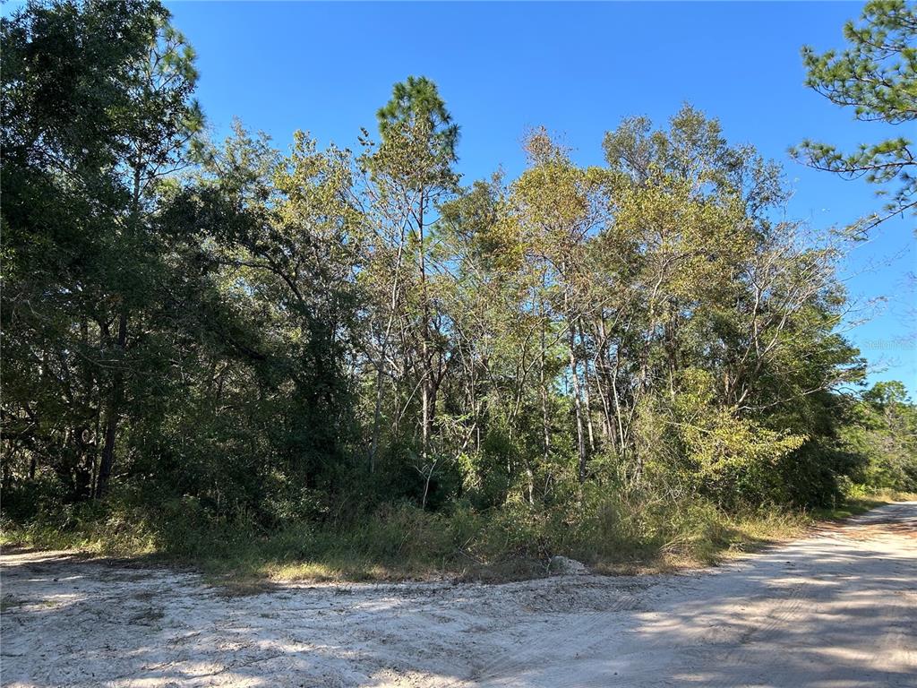 A dirt road borders a wooded lot with dense trees and sandy ground — TBD NE 138TH TERR, WILLISTON, FL