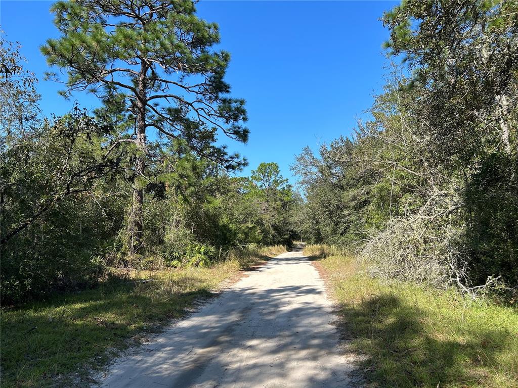 A dirt road winds through a wooded area under a clear blue sky — TBD NE 138TH TERR, WILLISTON, FL