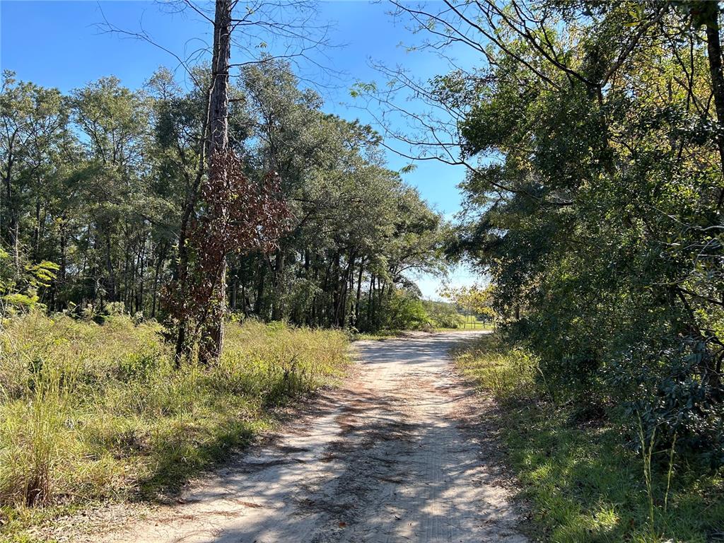 A dirt path leads through a wooded area with tall trees and grassy vegetation — TBD NE 138TH TERR, WILLISTON, FL