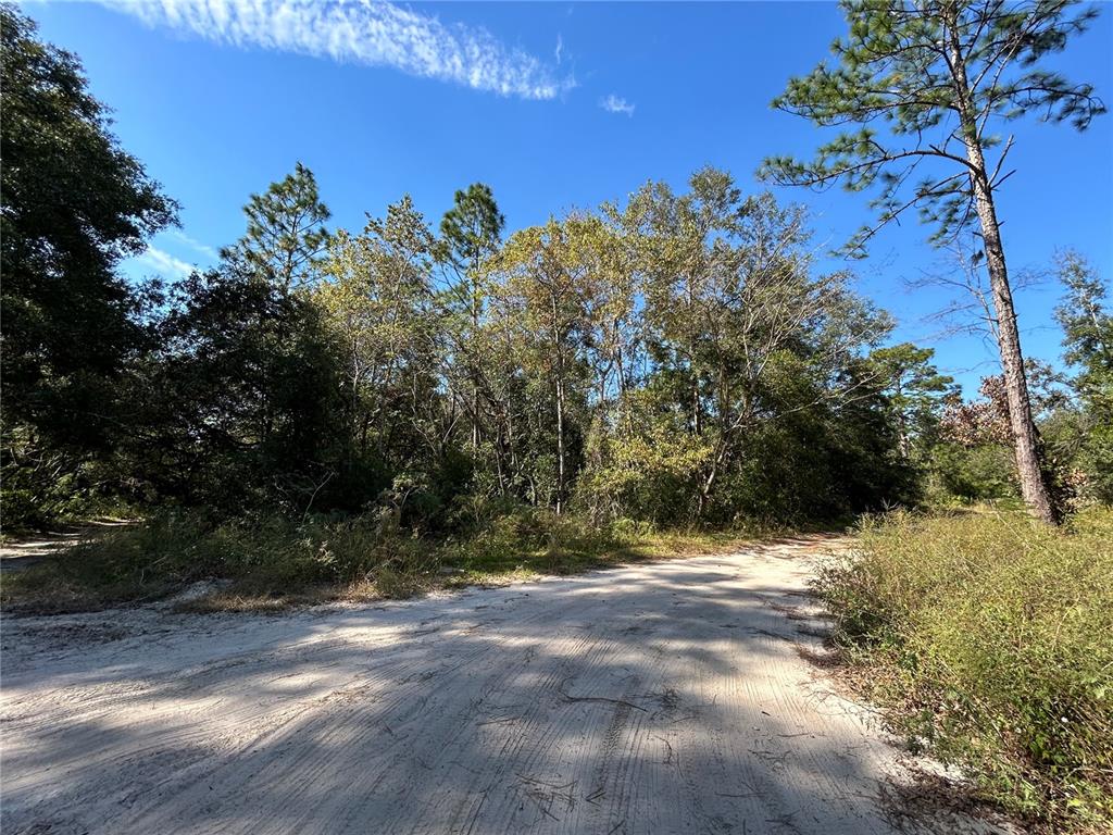 A dirt road leads toward a dense patch of trees under a clear blue sky — TBD NE 138TH TERR, WILLISTON, FL