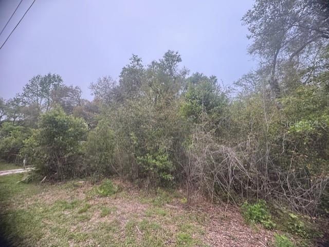 A dense, wooded vacant lot with overgrown vegetation and trees under an overcast sky — CR 687, WEBSTER, FL