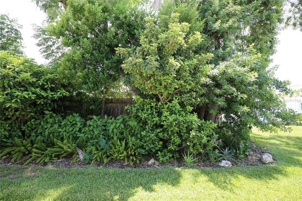 A dense cluster of trees and shrubs grows in front of a wooden fence — 6105 CORAL WAY, BRADENTON, FL