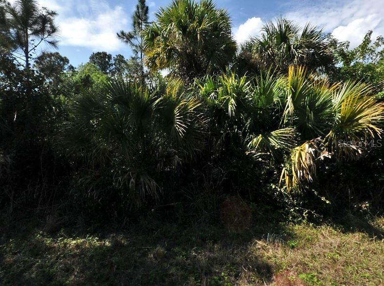 A dense cluster of palm trees and other vegetation grows in a wooded outdoor area — BUTTON STREET, NORTH PORT, FL