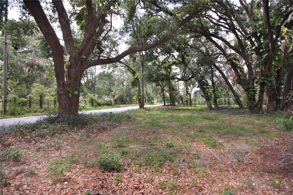 A wooded, undeveloped lot with large oak trees borders a paved road — 6734 20TH STREET, ZEPHYRHILLS, FL