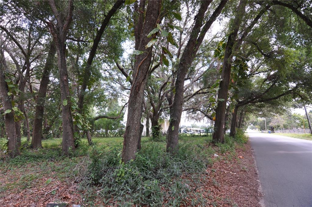 A paved road runs alongside a wooded lot filled with large, mature trees — 6734 20TH STREET, ZEPHYRHILLS, FL