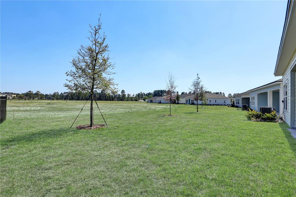 A grassy backyard with three young trees and a view of neighboring houses — 230 APPLEJACK DRIVE, ST AUGUSTINE, FL