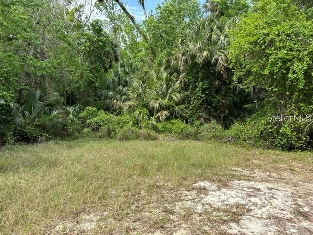 A grassy clearing leads to a dense forest of trees and palm plants — 1747 TURTLE HILL ROAD, DELTONA, FL