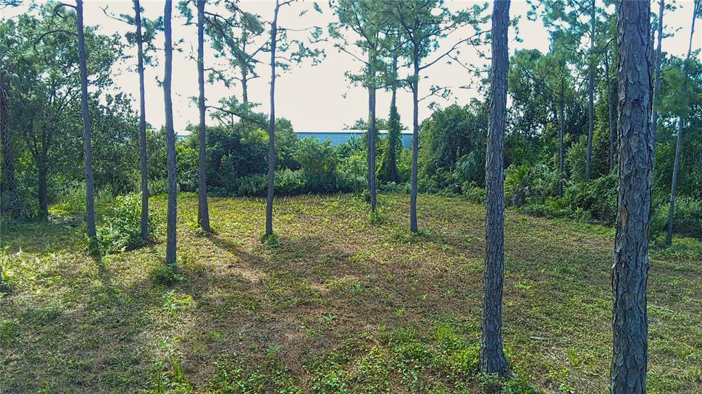 A wooded, grassy lot features several tall pine trees under a bright sky — 4685 RIVERSIDE DRIVE, PUNTA GORDA, FL