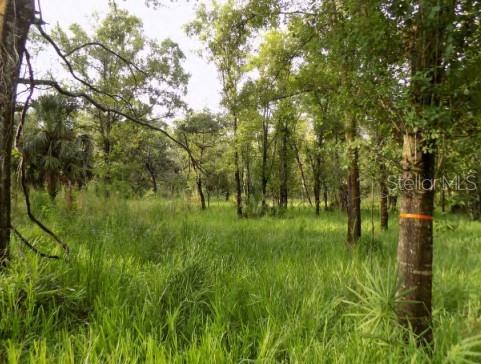 A wooded lot with tall green grass and a tree marked with orange tape — 5001 WHIPPOORWILL DRIVE, HOLIDAY, FL