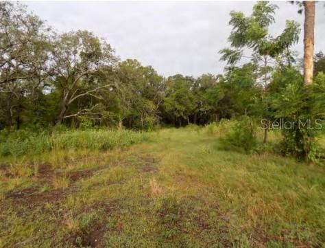 A grassy, undeveloped lot features scattered trees and dense vegetation under a cloudy sky — 5001 WHIPPOORWILL DRIVE, HOLIDAY, FL