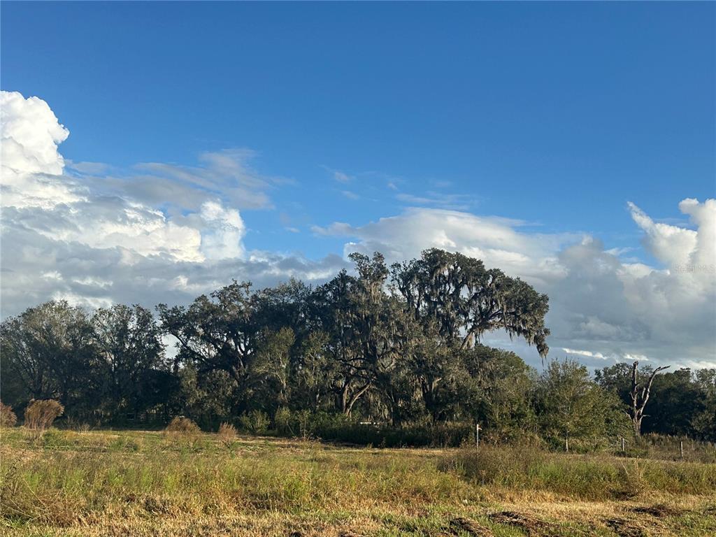 A grassy field sits in front of a line of trees draped with Spanish moss — 0 POLK ROAD, WAUCHULA, FL