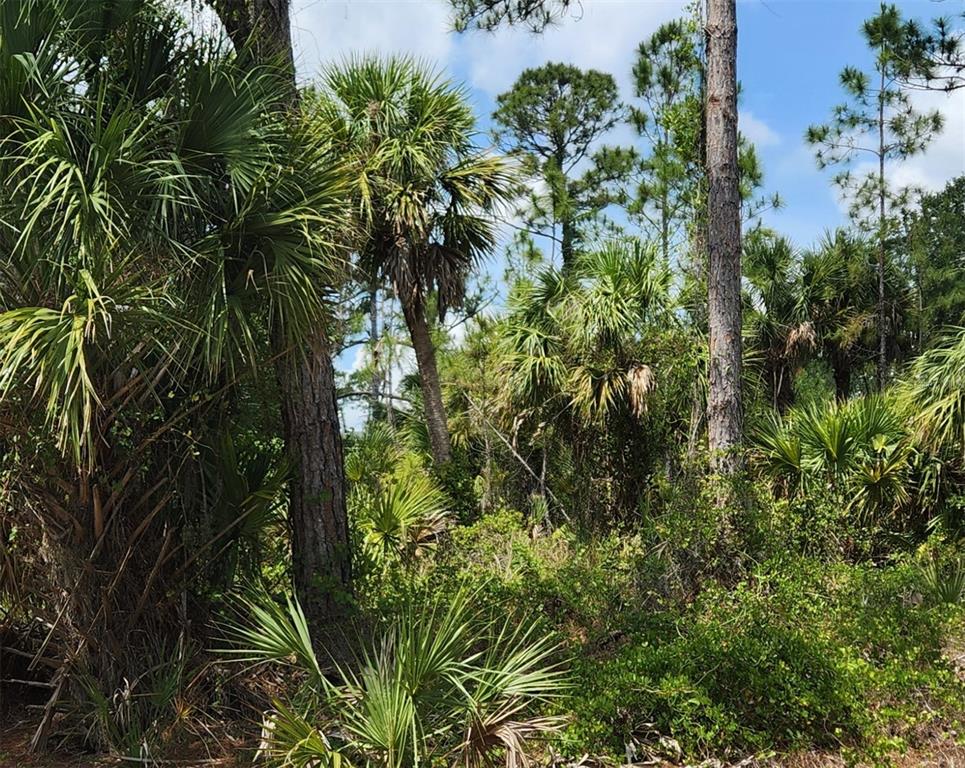 A wooded area features tall pine trees and dense palmetto bushes under a blue sky — BASKET STREET, NORTH PORT, FL