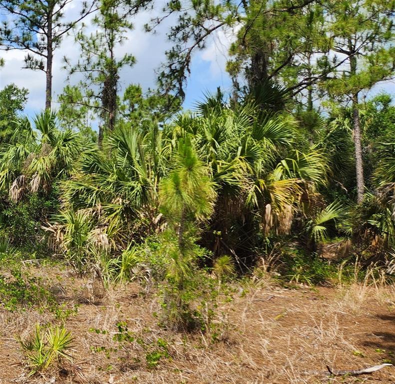 A wooded area features tall pine trees and dense clusters of saw palmetto bushes — BASKET STREET, NORTH PORT, FL