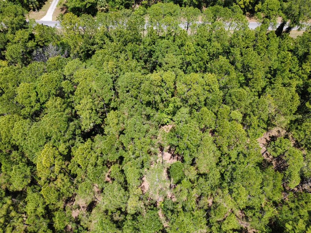 An aerial view shows a dense, wooded lot bordered by a paved road — APRICOT AVENUE, EUSTIS, FL