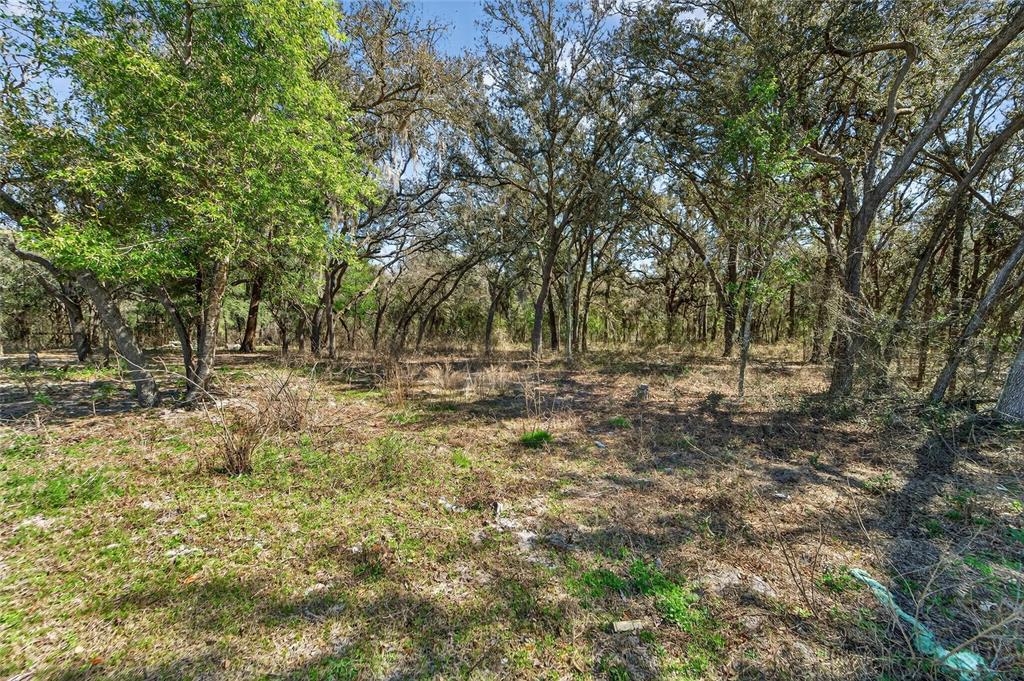 A wooded lot with scattered trees and patches of dry grass under a blue sky — 35238 MANUEL STREET, WEBSTER, FL