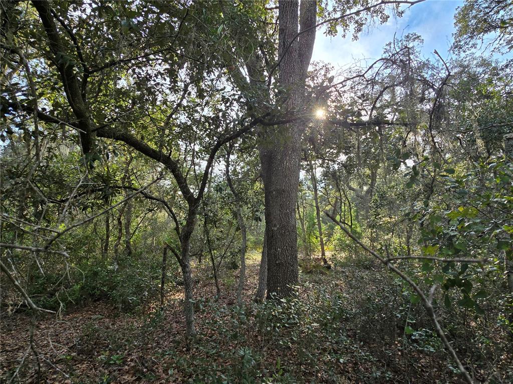 FISHER WAY, OCKLAWAHA, FL — photo 5 of 13
