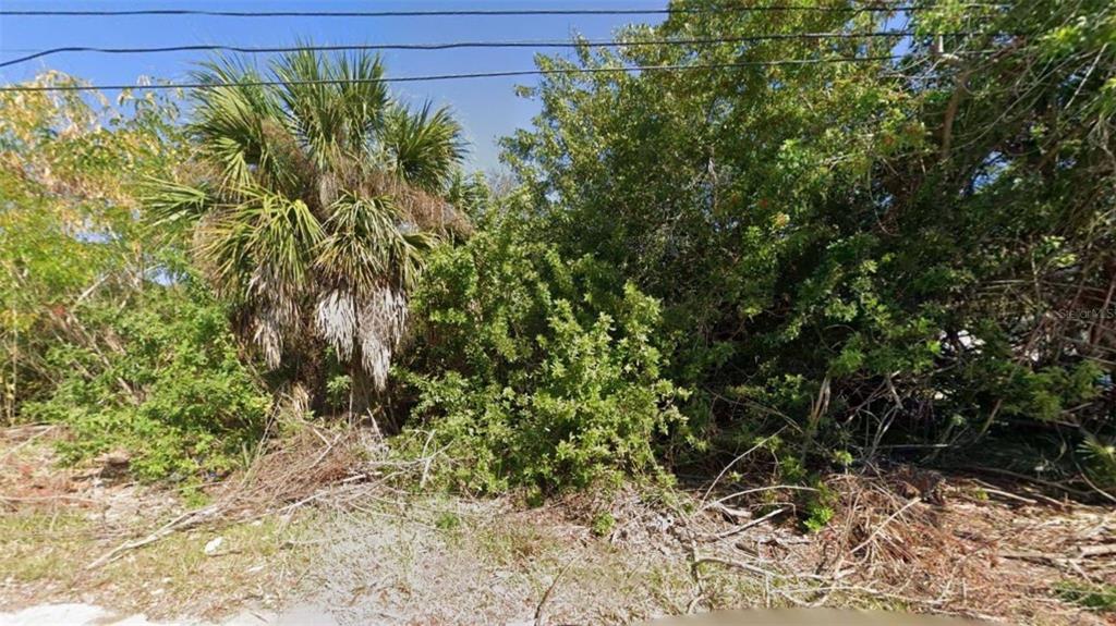 A dense, overgrown vacant lot features a tall palm tree and thick green vegetation — 926 ELM STREET, PUNTA GORDA, FL