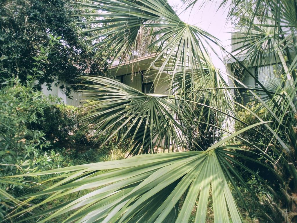 A view of a house exterior partially obscured by large palm fronds and lush greenery — 3621 SW 18TH STREET, GAINESVILLE, FL