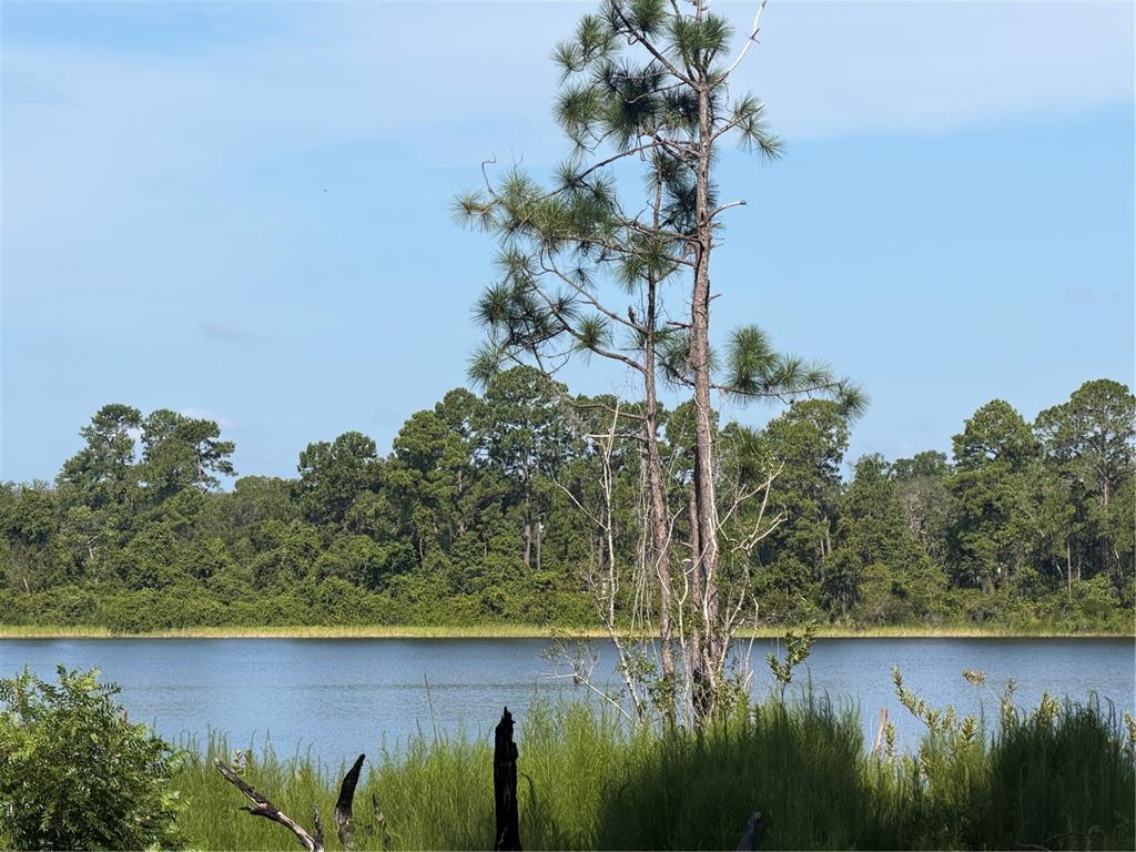 A tall pine tree stands in the foreground overlooking a calm lake and dense forest — TBD MALAUKA RADIAL, OCKLAWAHA, FL