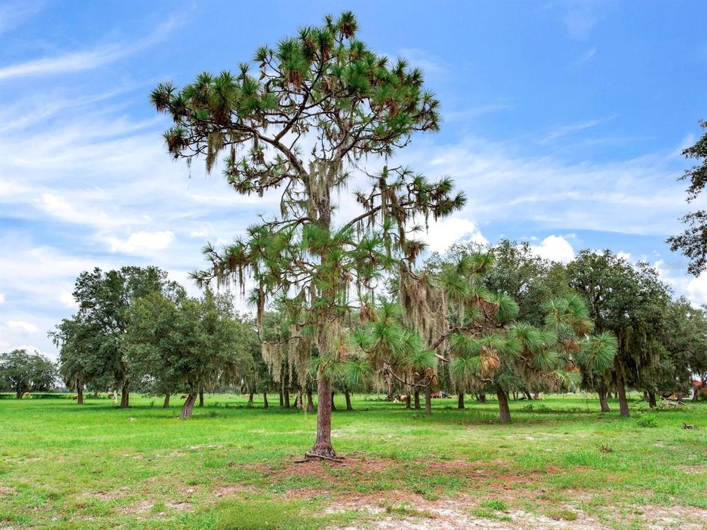 LAKE BUFFUM ROAD N, FORT MEADE, FL — photo 5 of 23