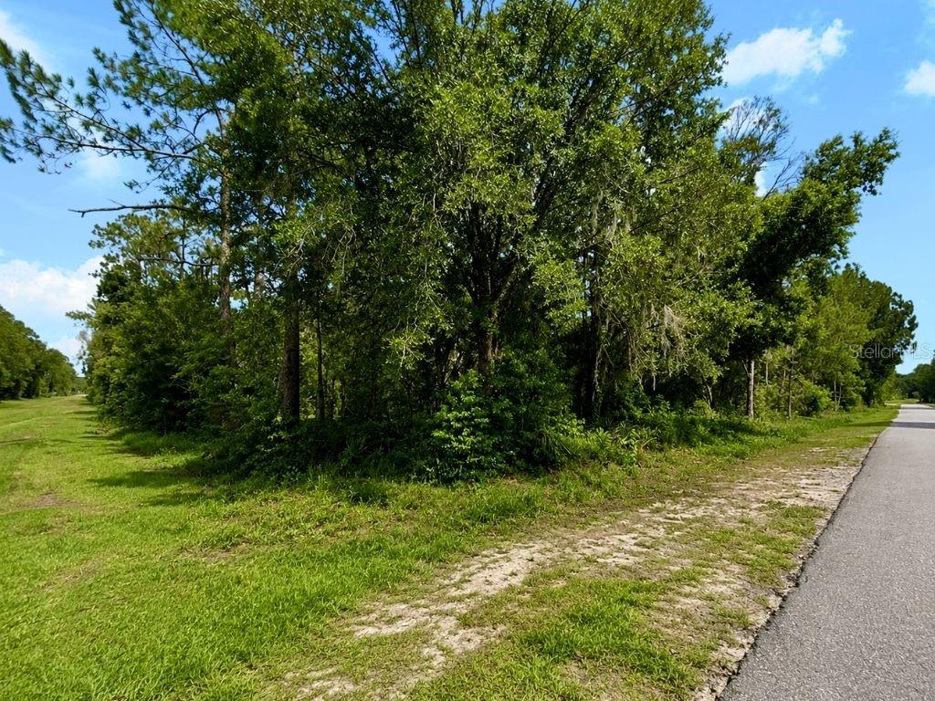 A paved road runs alongside a grassy area with dense trees and vegetation — Blk 254 Lot 7 EL DORADO DRIVE, INDIAN LAKE ESTATES, FL