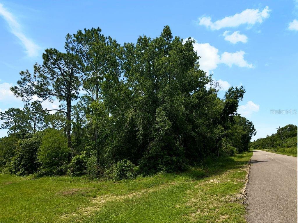 A paved road runs alongside a grassy area with a dense cluster of trees — Blk 254 Lot 7 EL DORADO DRIVE, INDIAN LAKE ESTATES, FL