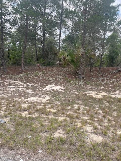A sandy, partially cleared lot features scattered grasses and a backdrop of pine trees — 1342 HOMOSASSA DRIVE, POINCIANA, FL