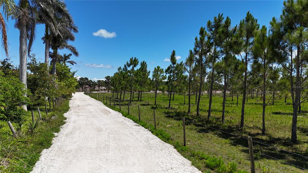 A gravel road leads through a grassy field lined with pine trees and palm trees — 6455 STRINGFELLOW ROAD, ST JAMES CITY, FL