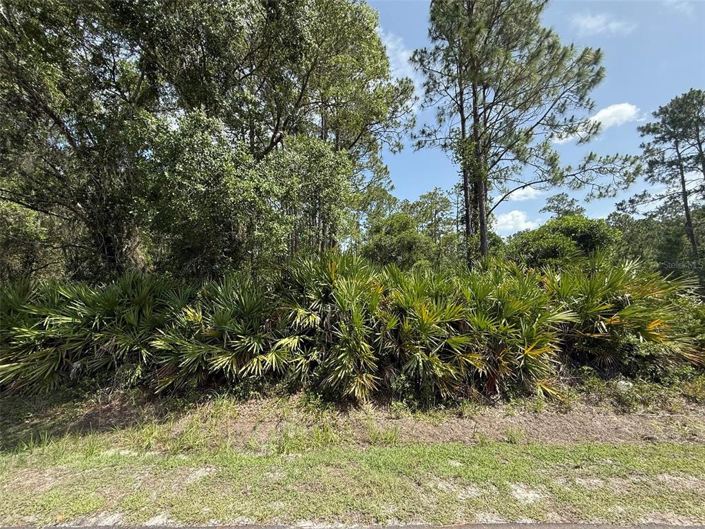 A dense thicket of saw palmetto plants and tall trees sits on a vacant lot — 174 MILLICAN ROAD, PALATKA, FL