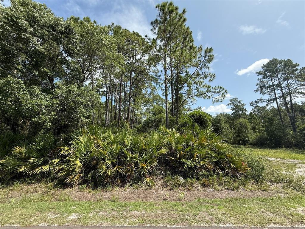 A vacant, wooded lot features tall pine trees and dense palmetto bushes under a blue sky — 174 MILLICAN ROAD, PALATKA, FL
