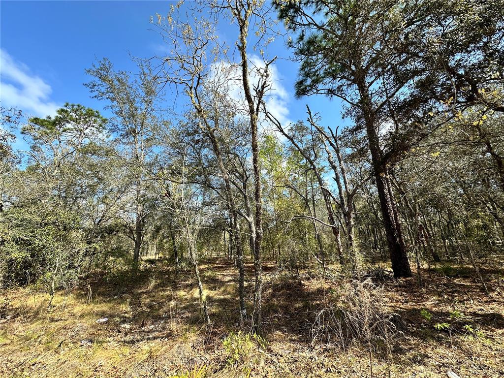 A wooded lot with various trees and dry ground under a blue sky — TBD NE 68TH PLACE, BRONSON, FL