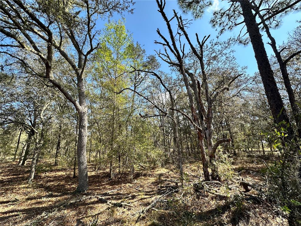 A wooded area with various trees and a ground covered in fallen leaves — TBD NE 68TH PLACE, BRONSON, FL