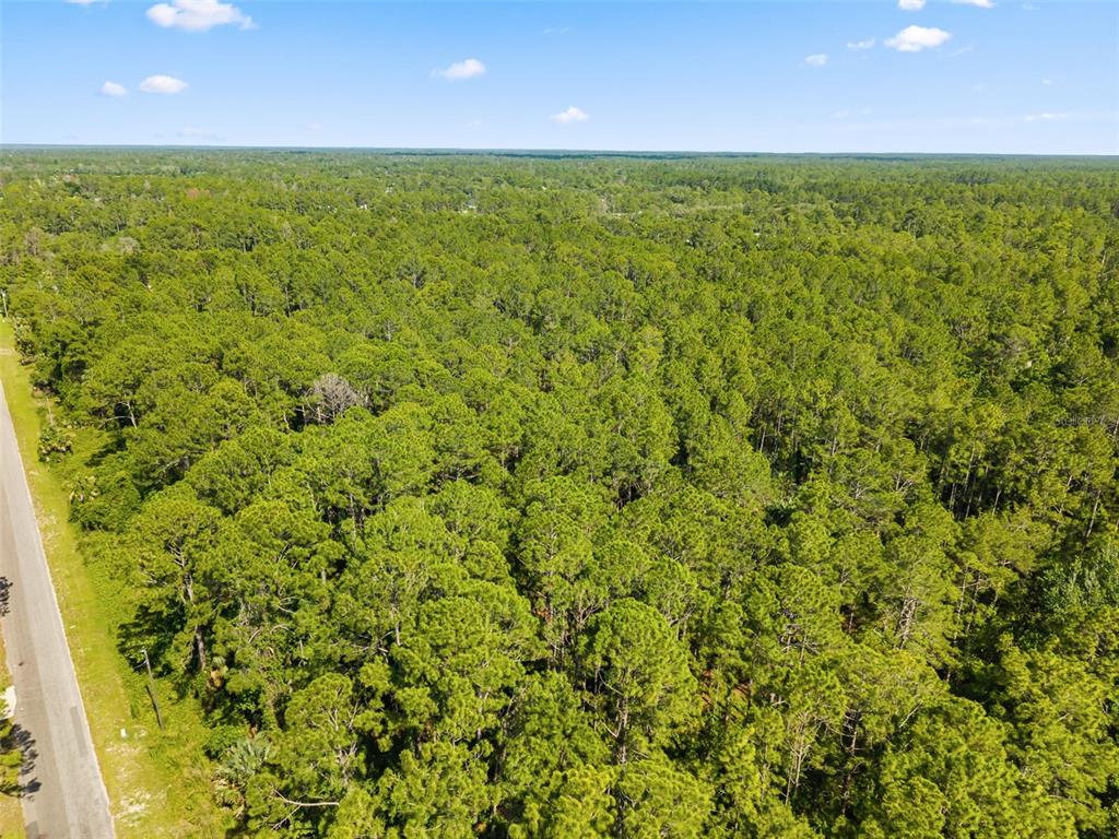 An aerial view shows a dense forest of pine trees bordering a paved road — APRICOT AVENUE, EUSTIS, FL