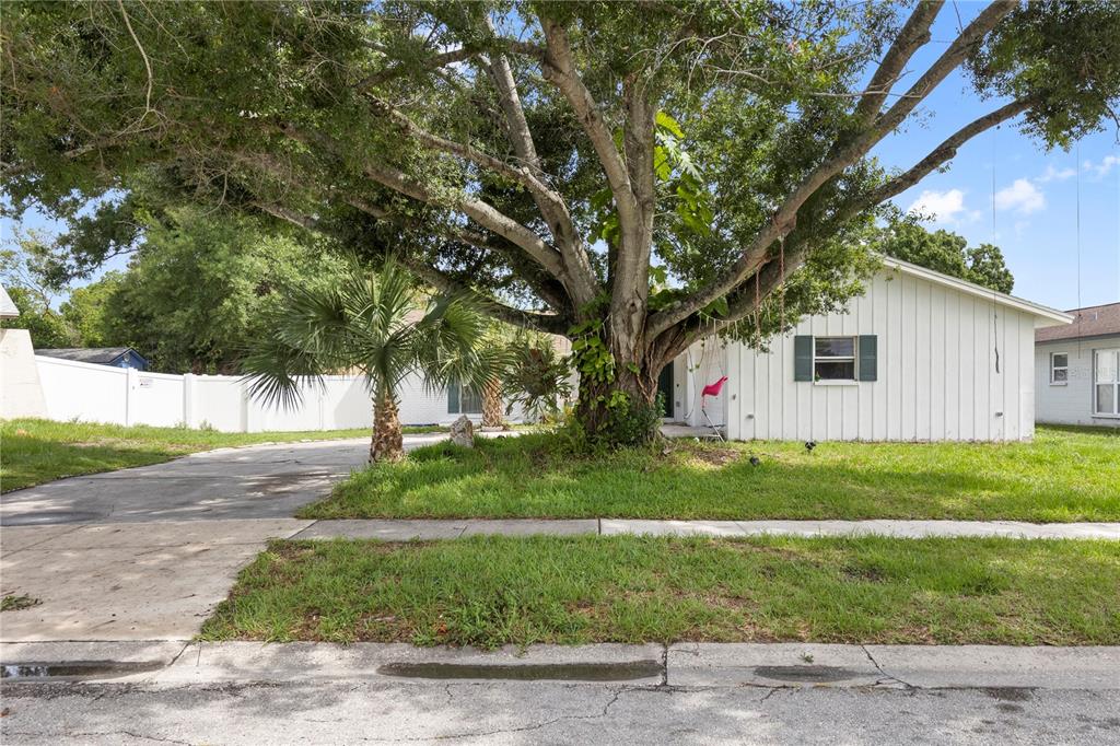 A white house with a large tree in the front yard and a concrete driveway — 7529 ARMAND CIRCLE, TAMPA, FL