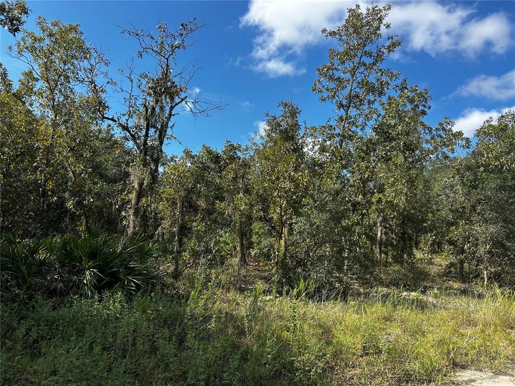 00 NE 115TH AVE, WILLISTON, FL — photo 4 of 7