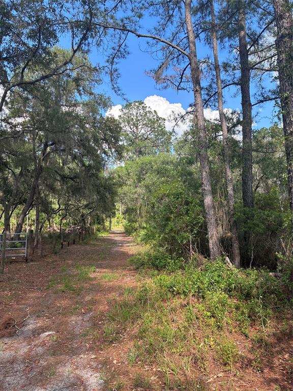 A dirt path leads through a wooded area with tall pine trees and dense vegetation — 16464 NE 35 ROAD, CITRA, FL