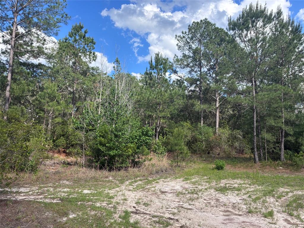 A sandy, partially cleared lot is bordered by a dense forest of pine trees — 16464 NE 35 ROAD, CITRA, FL