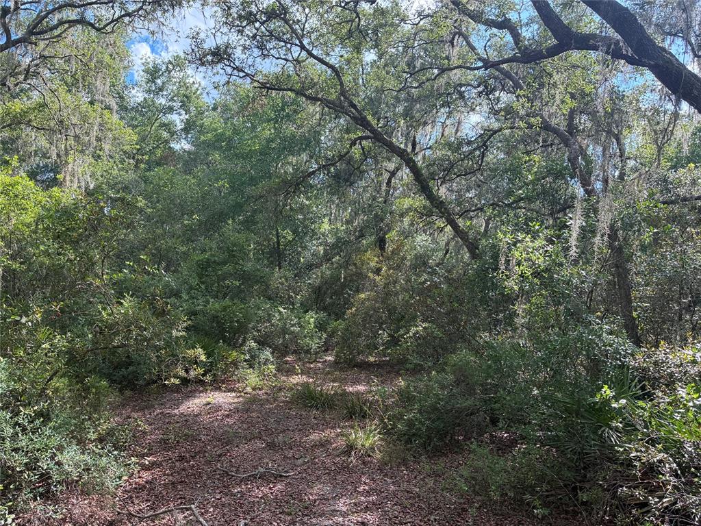 A wooded lot with dense trees, underbrush, and a leaf-covered ground path — 16464 NE 35 ROAD, CITRA, FL