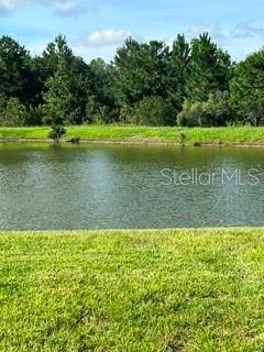 A view of a pond with a grassy bank and a line of trees behind it — 17973 DAIRY FARM COURT, LAND O LAKES, FL