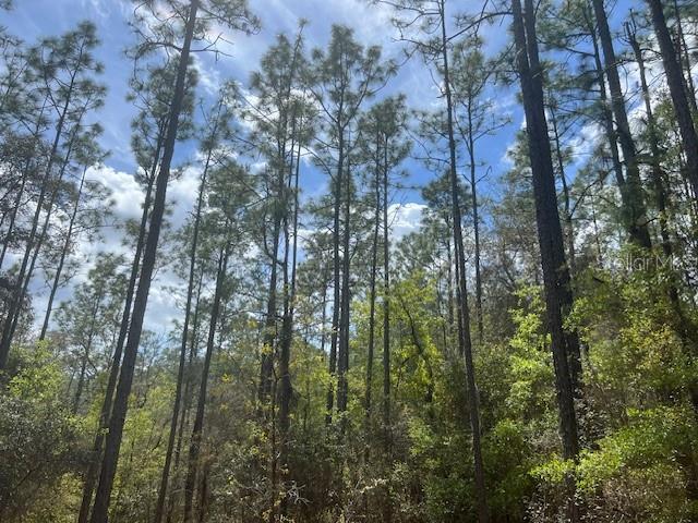 A view looking up at tall pine trees and dense green foliage against a blue sky — 181 WHIRLWIND LOOP, HAWTHORNE, FL