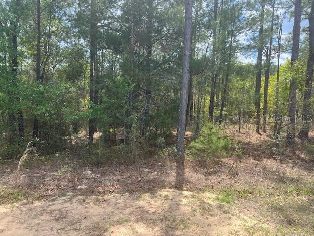 A wooded lot with sandy ground and various trees under a partly cloudy sky — 181 WHIRLWIND LOOP, HAWTHORNE, FL
